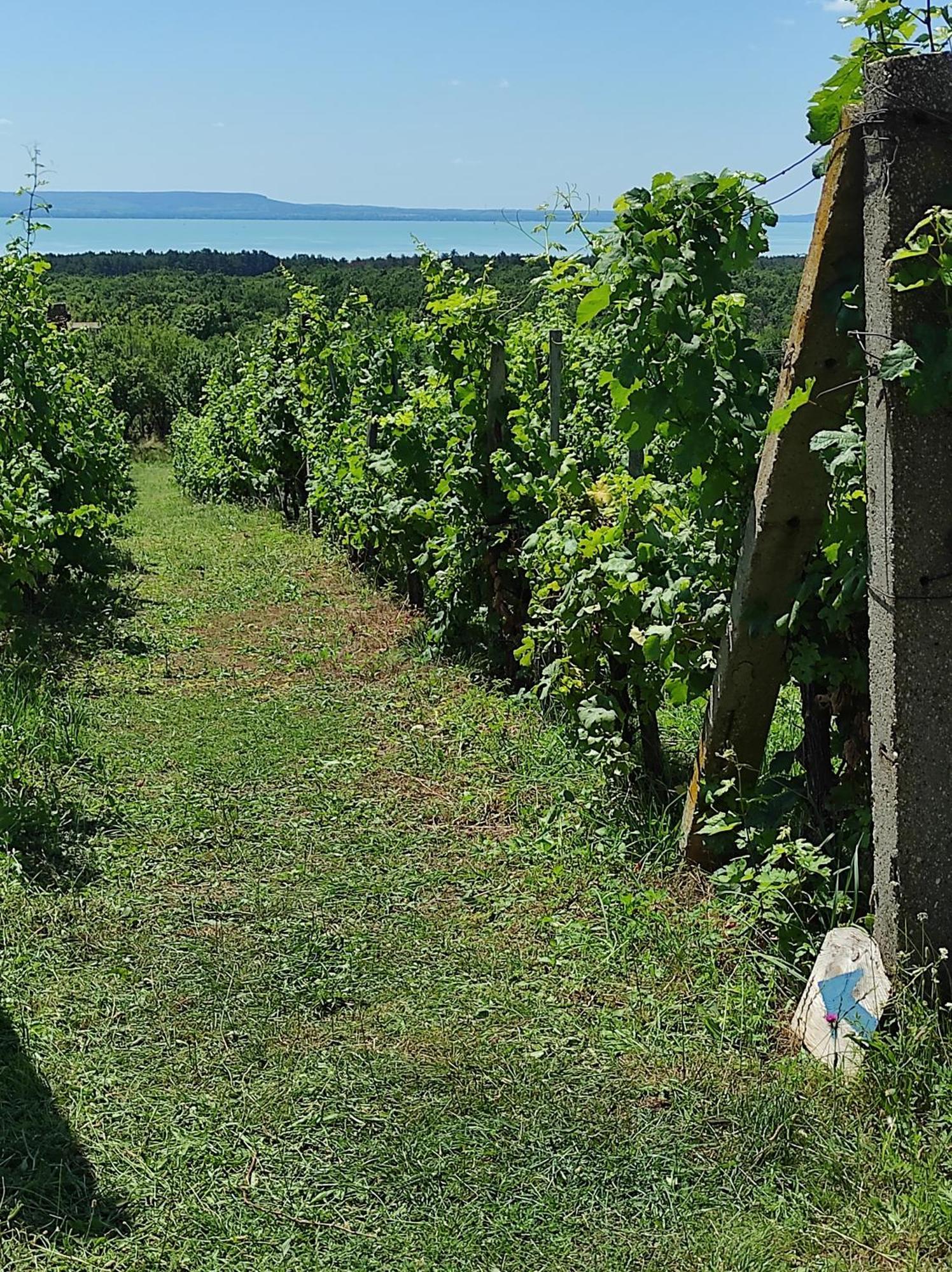 Napraszallas Vendeghaz Balatonakali Exterior foto